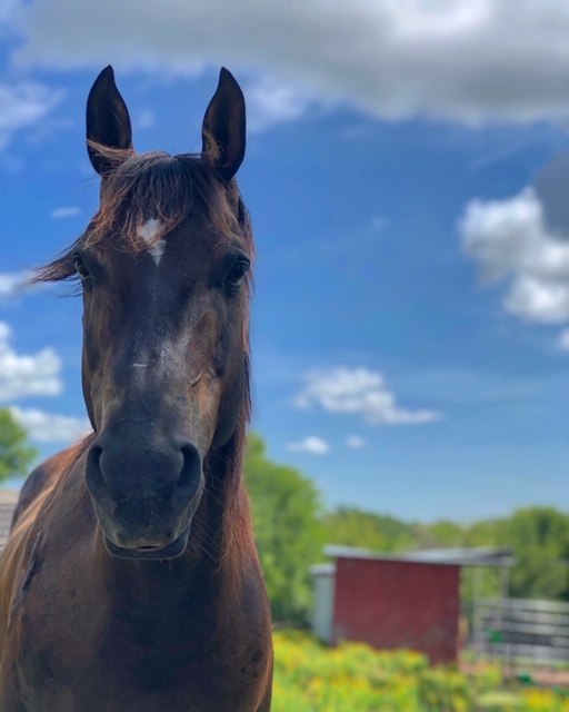 Horse Rescue Bee Tree Farm